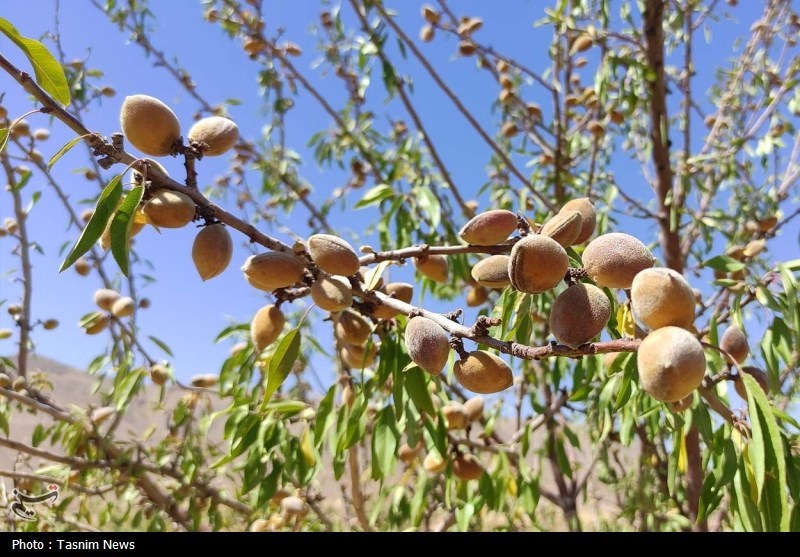 آغاز برداشت بادام دیم در چهارمحال و بختیاری + تصاویر