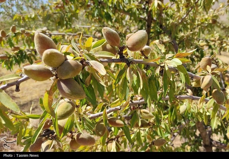 آغاز برداشت بادام دیم در چهارمحال و بختیاری + تصاویر