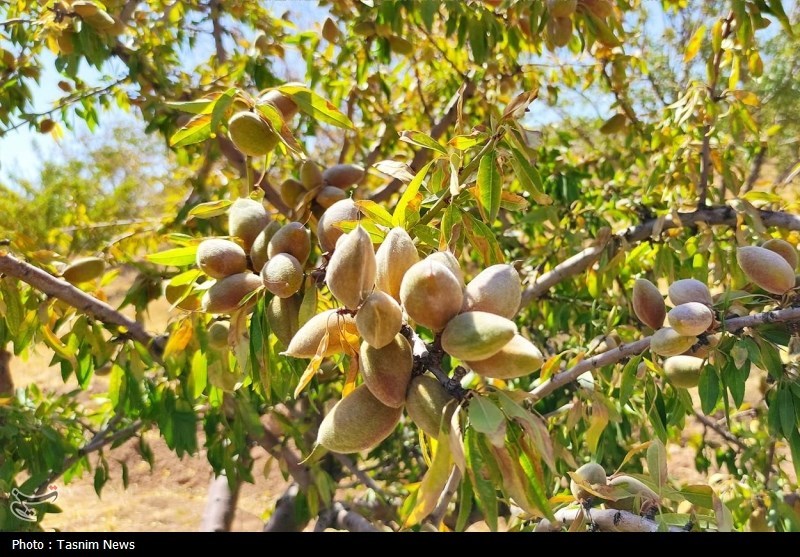 آغاز برداشت بادام دیم در چهارمحال و بختیاری + تصاویر