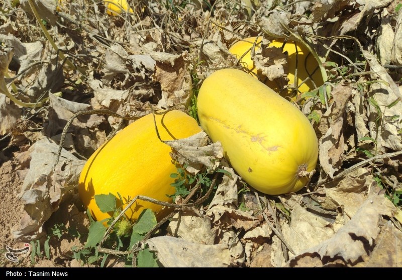 افزایش 40درصدی کشت کدوی آجیلی در چهارمحال و بختیاری