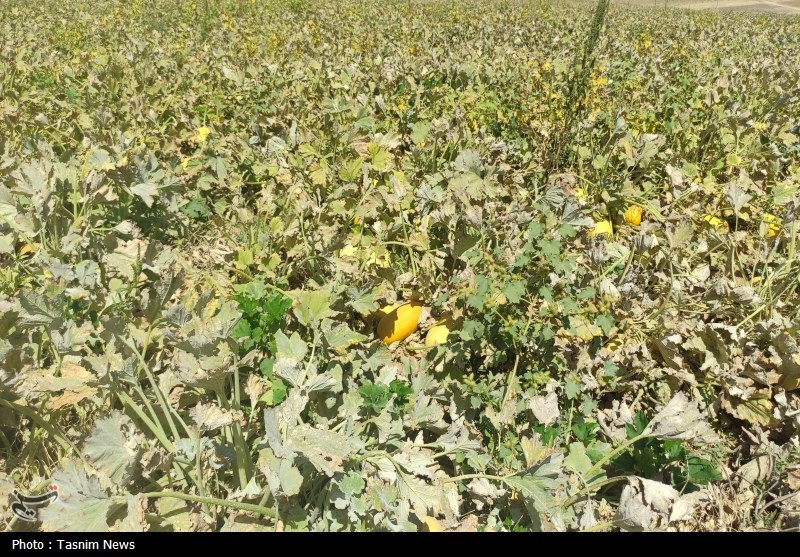 افزایش 40درصدی کشت کدوی آجیلی در چهارمحال و بختیاری