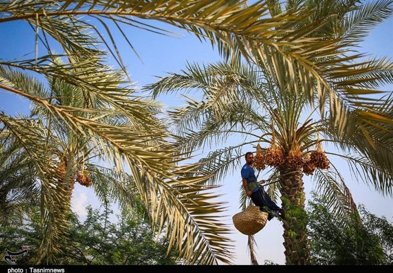 برداشت 50 درصد خرما از 6 میلیون نخل استان بوشهر