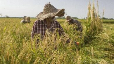 تأسیس بزرگ‌ترین پالایشگاه برنج با سرمایه‌گذاری 250 میلیاردی