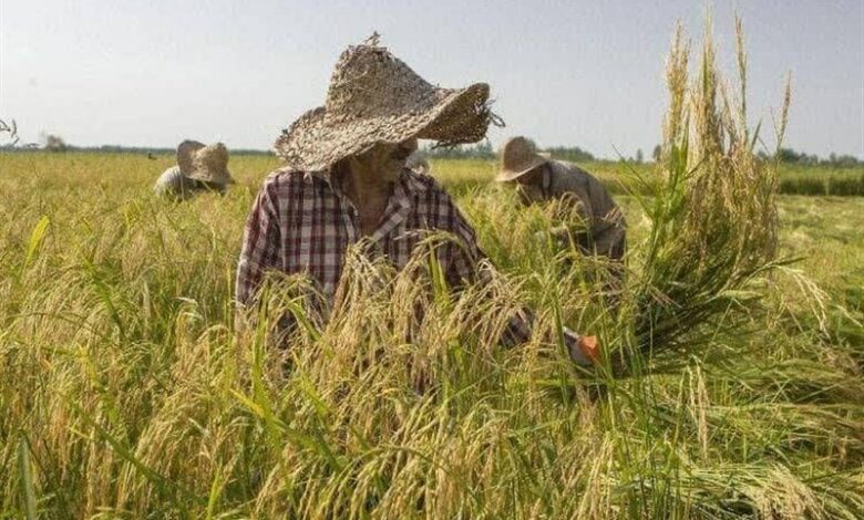 تأسیس بزرگ‌ترین پالایشگاه برنج با سرمایه‌گذاری 250 میلیاردی