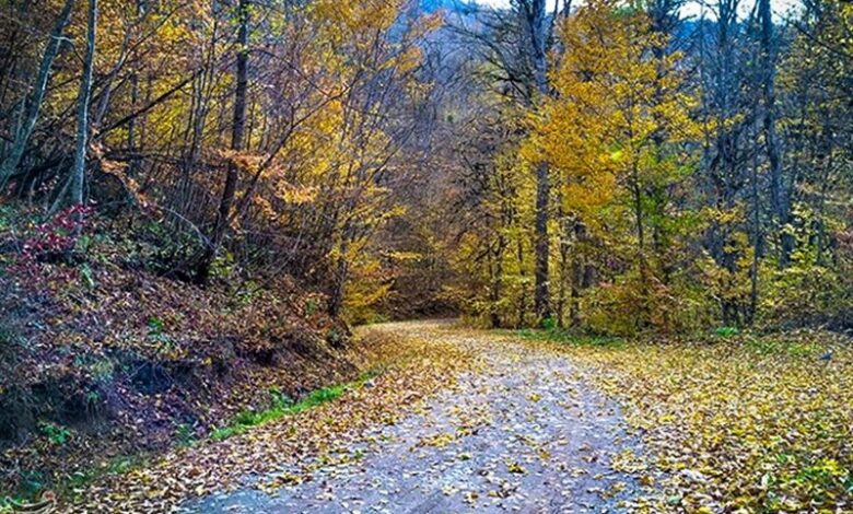 تعرض مجدد به جنگل الیمالات نور