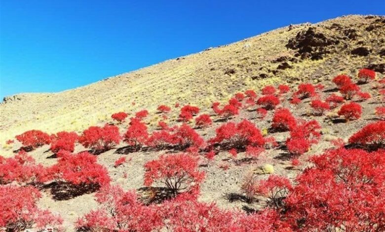 تولید 90 درصد سماق ایران در شهرستان گناباد