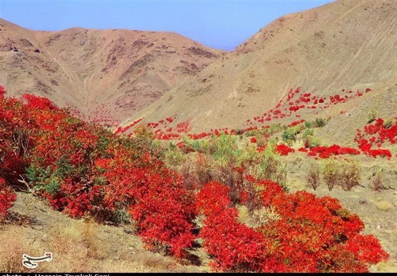 تولید 90 درصد سماق ایران در شهرستان گناباد