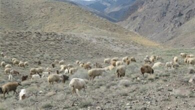 زمان مجاز چرای دام در مراتع استان بوشهر از 15 آبان