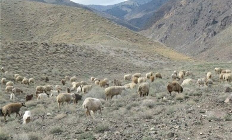 زمان مجاز چرای دام در مراتع استان بوشهر از 15 آبان