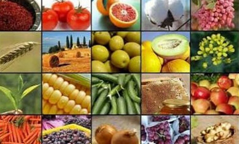 صادرات بیش از 60 درصد محصولات گلخانه‌ای همدان