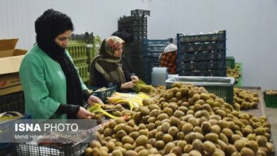 صادرات کیوی از اول مهرماه مجاز شد