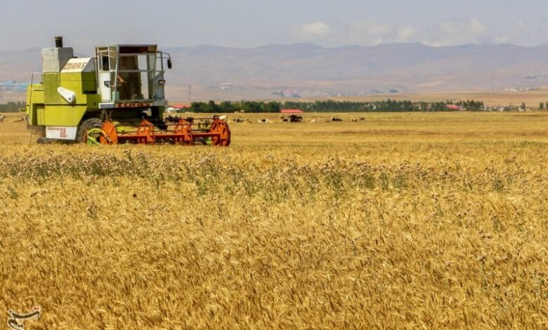 نیمی از مطالبات گندم‌کاران اصفهانی پرداخت شد