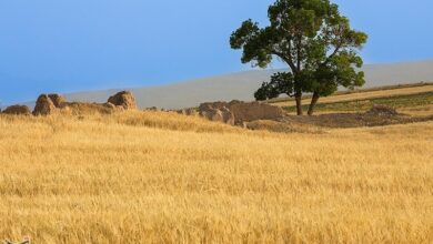 پرداخت 5385 میلیارد از مطالبات گندم‌کاران لرستانی