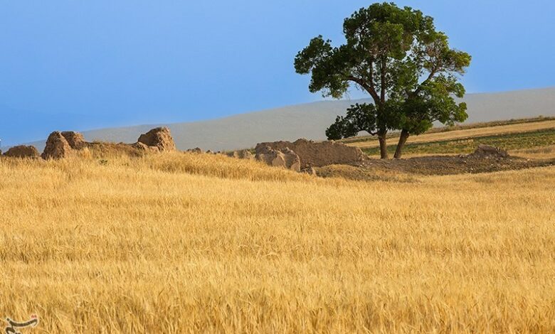 پرداخت 5385 میلیارد از مطالبات گندم‌کاران لرستانی