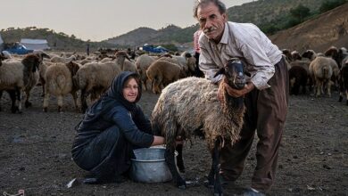 پلدختر میزبان 10 هزار عشایر ایران با یک‌ میلیون رأس دام