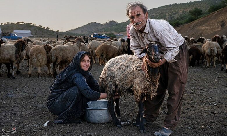 پلدختر میزبان 10 هزار عشایر ایران با یک‌ میلیون رأس دام