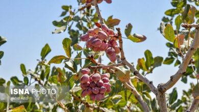 کاهش ۱۰ درصدی تولید پسته نسبت به سال گذشته