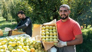 آذربایجان‌شرقی رتبه دوم تولید سیب در کشور