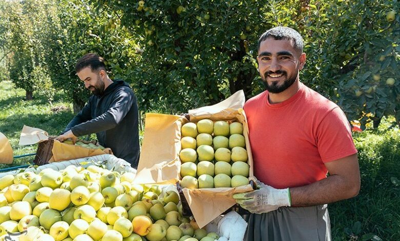 آذربایجان‌شرقی رتبه دوم تولید سیب در کشور