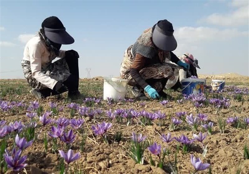 آغاز برداشت زعفران در نیشابور/پیش‌بینی برداشت 12 تن محصول