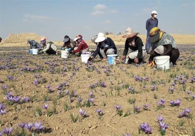 آغاز برداشت زعفران در نیشابور/پیش‌بینی برداشت 12 تن محصول