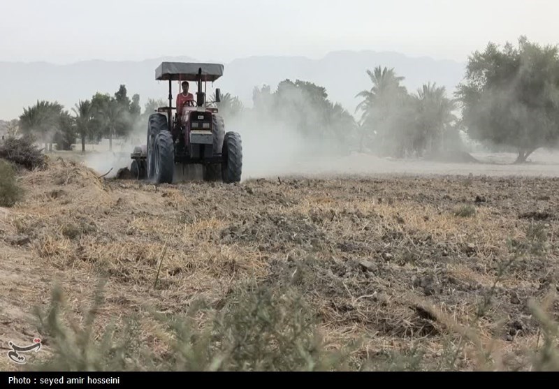 آغاز کشت گندم در 9800 هکتار از اراضی بوشهر+ تصویر