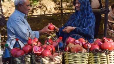 جشنواره انار در خداآفرین + تصاویر