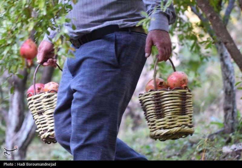 جشنواره انار در خداآفرین + تصاویر