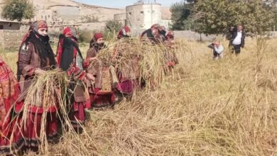 جشنواره برنج در روستای سنگ‌دیوار کلات برگزار شد+عکس