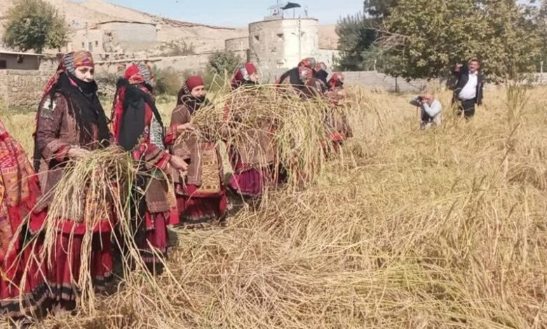 جشنواره برنج در روستای سنگ‌دیوار کلات برگزار شد+عکس