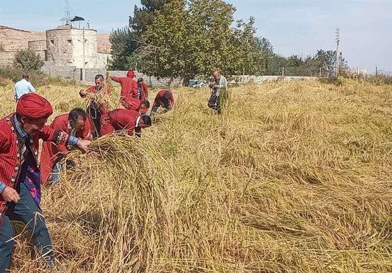 جشنواره برنج در روستای سنگ‌دیوار کلات برگزار شد+عکس