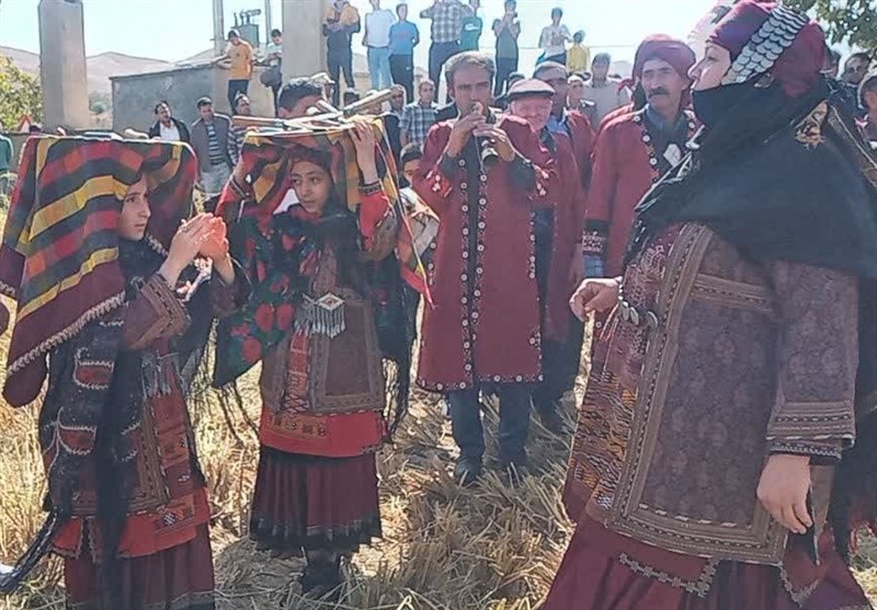 جشنواره برنج در روستای سنگ‌دیوار کلات برگزار شد+عکس