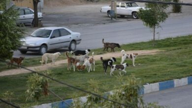 جولان سگ‌های ولگرد از حاشیه تا مرکز کلانشهر کرمانشاه