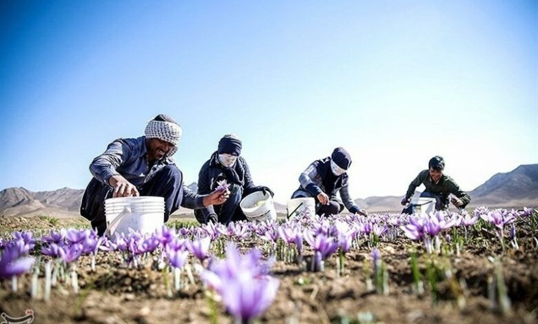 زعفران ایران باید شناسنامه‌دار شود