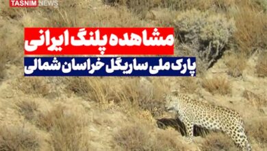 شکوه پلنگ ایرانی در کوهستان‌های خراسان شمالی + فیلم