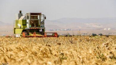 مطالبات گندمکاران تا آخر فردا تسویه می‌شود