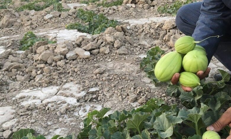 «پشمک» نوبرانه سیستان وارد باز شد/ خوش طعم اما رو به افول!