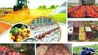 _پیش_‌_بینی_ _رشد_ _13_ _درصدی_ _تولیدات_ _بخش_ _کشاورزی_ ‌_کردستان_