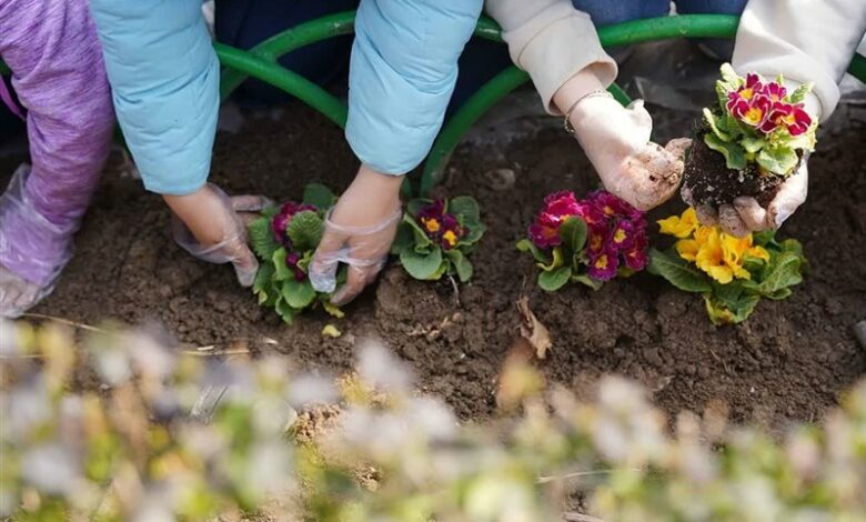 کاشت 20 هزار بوته گل پاییزی توسط دانش‌آموزان مشهدی