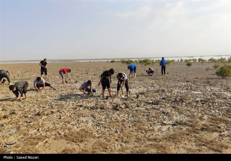 کاشت نهال در بیش از 700 هکتار سواحل استان بوشهر