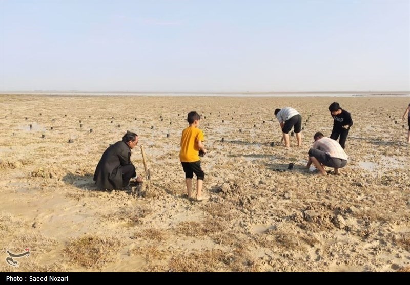 کاشت نهال در بیش از 700 هکتار سواحل استان بوشهر