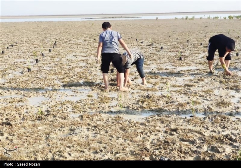 کاشت نهال در بیش از 700 هکتار سواحل استان بوشهر