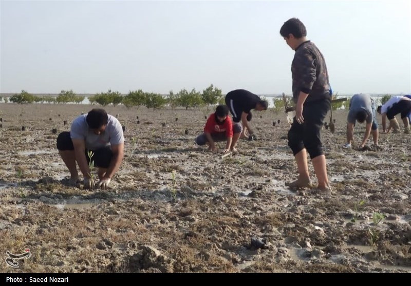 کاشت نهال در بیش از 700 هکتار سواحل استان بوشهر