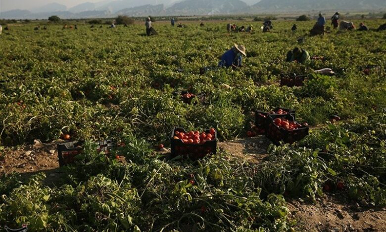 12 هزار هکتار اراضی استان بوشهر زیر کشت گوجه فرنگی رفت‌