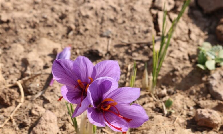 9 هزار هکتار زمین در تربت‌حیدریه زیرِ کشت زعفران رفت
