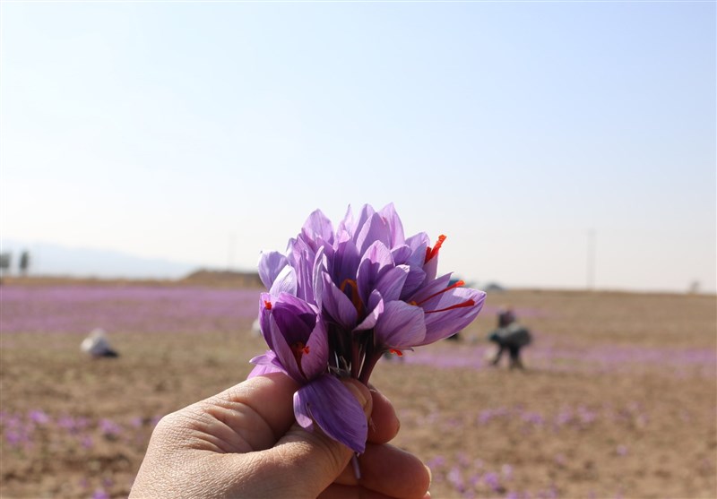9 هزار هکتار زمین در تربت‌حیدریه زیرِ کشت زعفران رفت