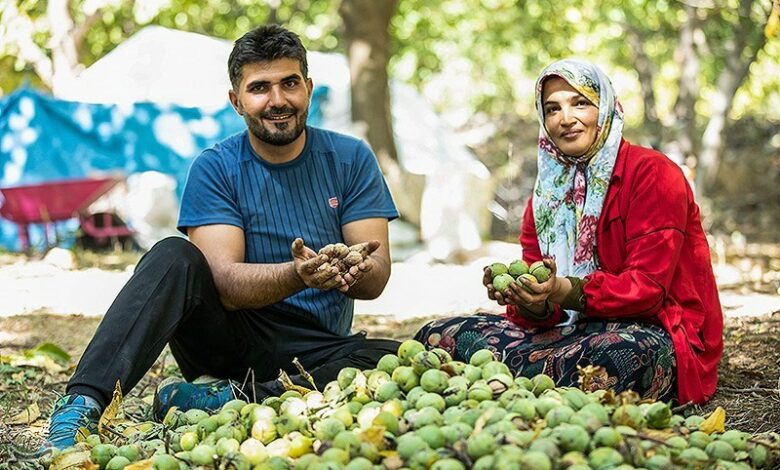 آذربایجان شرقی رتبه دوم تولید گردوی کشور را کسب کرد