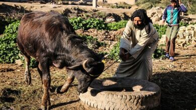 آغاز واکسیناسیون 950هزار رأس دام عشایری در لرستان؛ از آذرماه