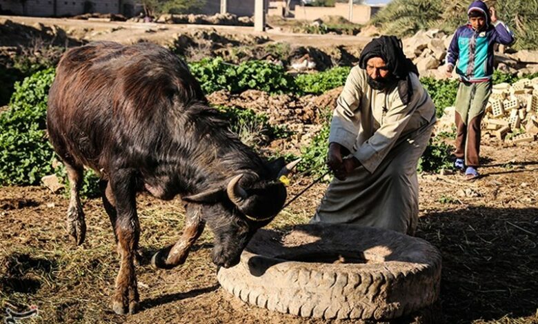 آغاز واکسیناسیون 950هزار رأس دام عشایری در لرستان؛ از آذرماه