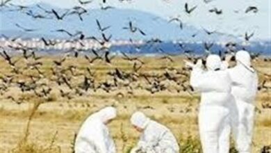آنفلوانزای فوق حاد پرندگان در اردبیل مشاهده نشده است‌